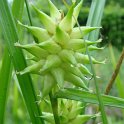 Carex grayi inflorescence